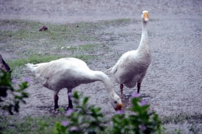 Bird flu detected in French duck farm: media