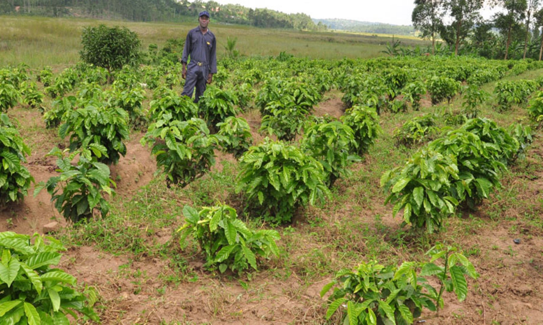 Tanzania To Distribute Three Million Coffee Seedlings To Boost Production