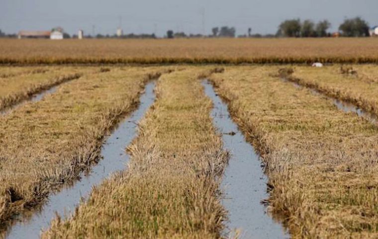 Brazil, with Mercosur partners, plans to become a global rice exporting hub