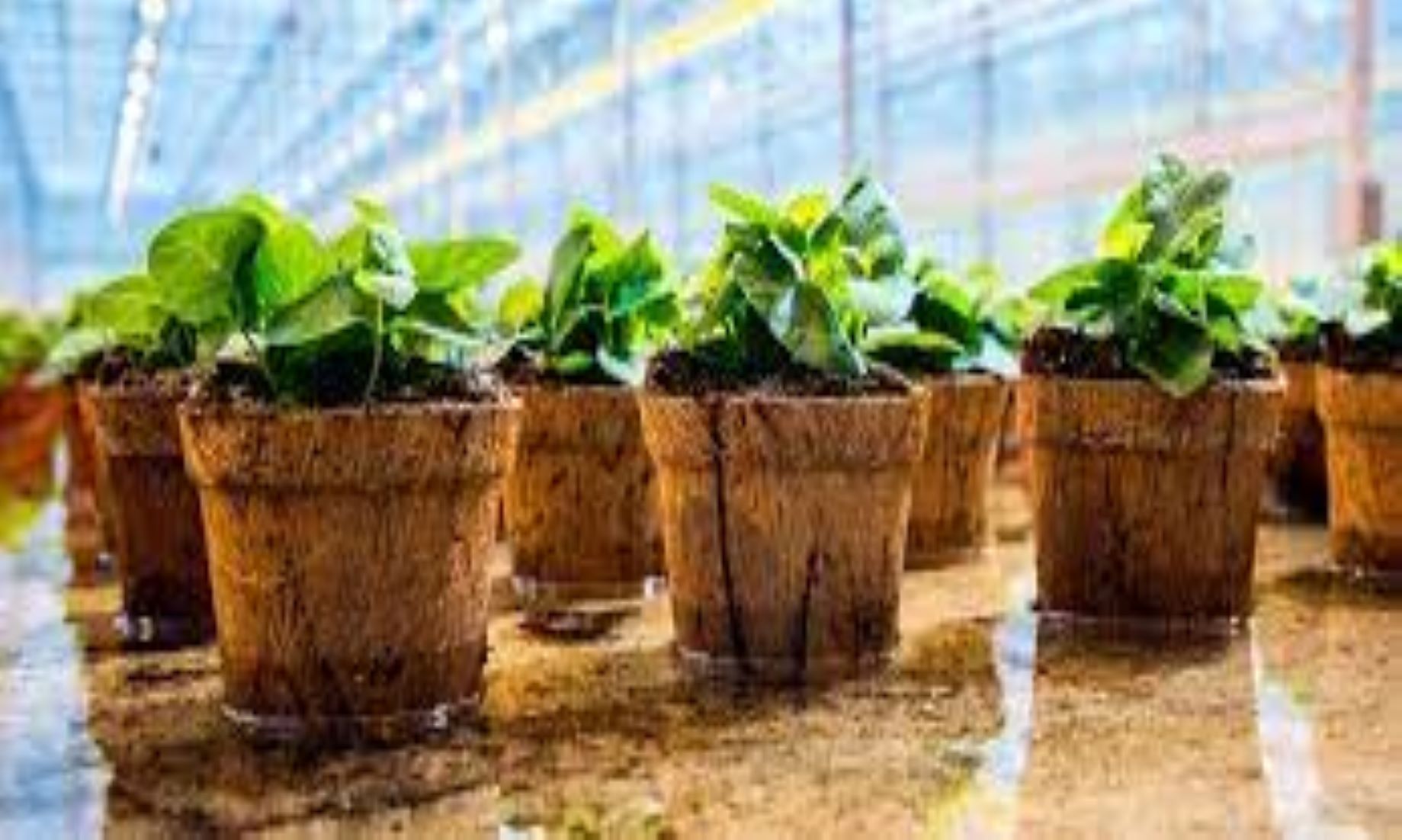 Biodegradable Pots To Offer Plastic-Free Alternative In New Zealand