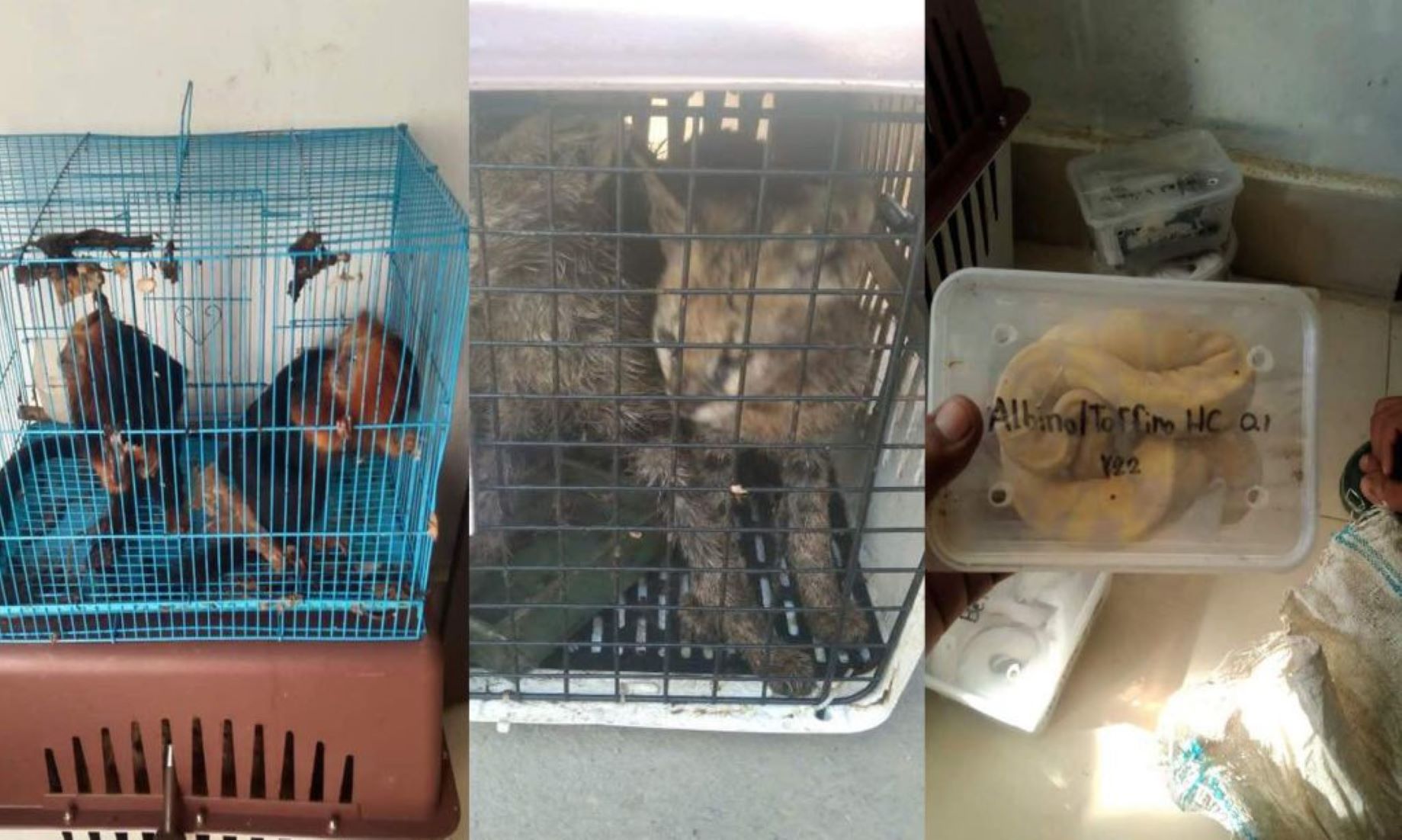 Indian Police Foiled Smuggling Bid In Mizoram Rescuing 140 Exotic Birds, Animals