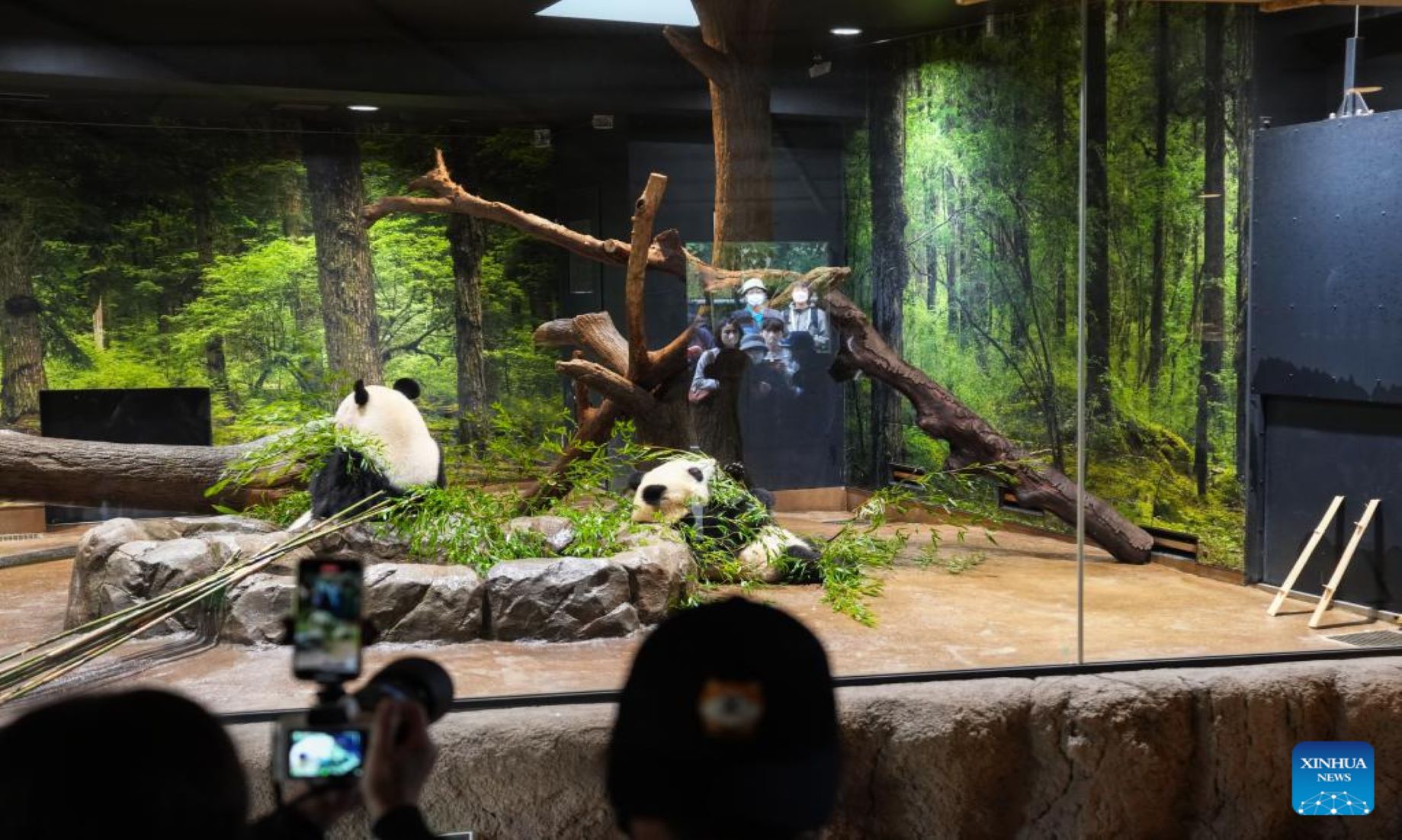 Japanese Welcome 50th Anniversary Of China’s Giant Pandas’ Arrival