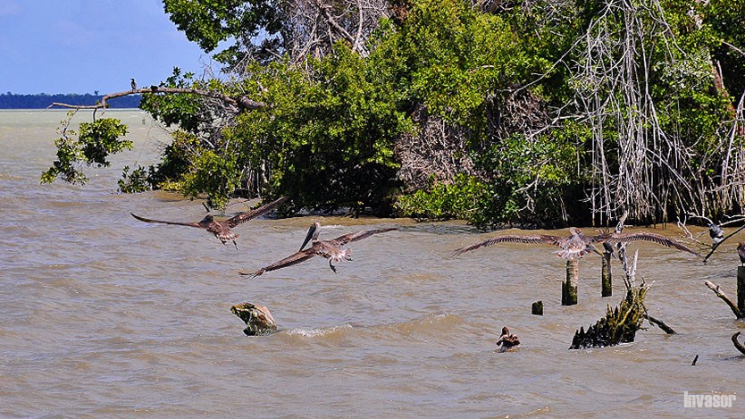 Cuba participates at Congress on Mangroves of the Americas