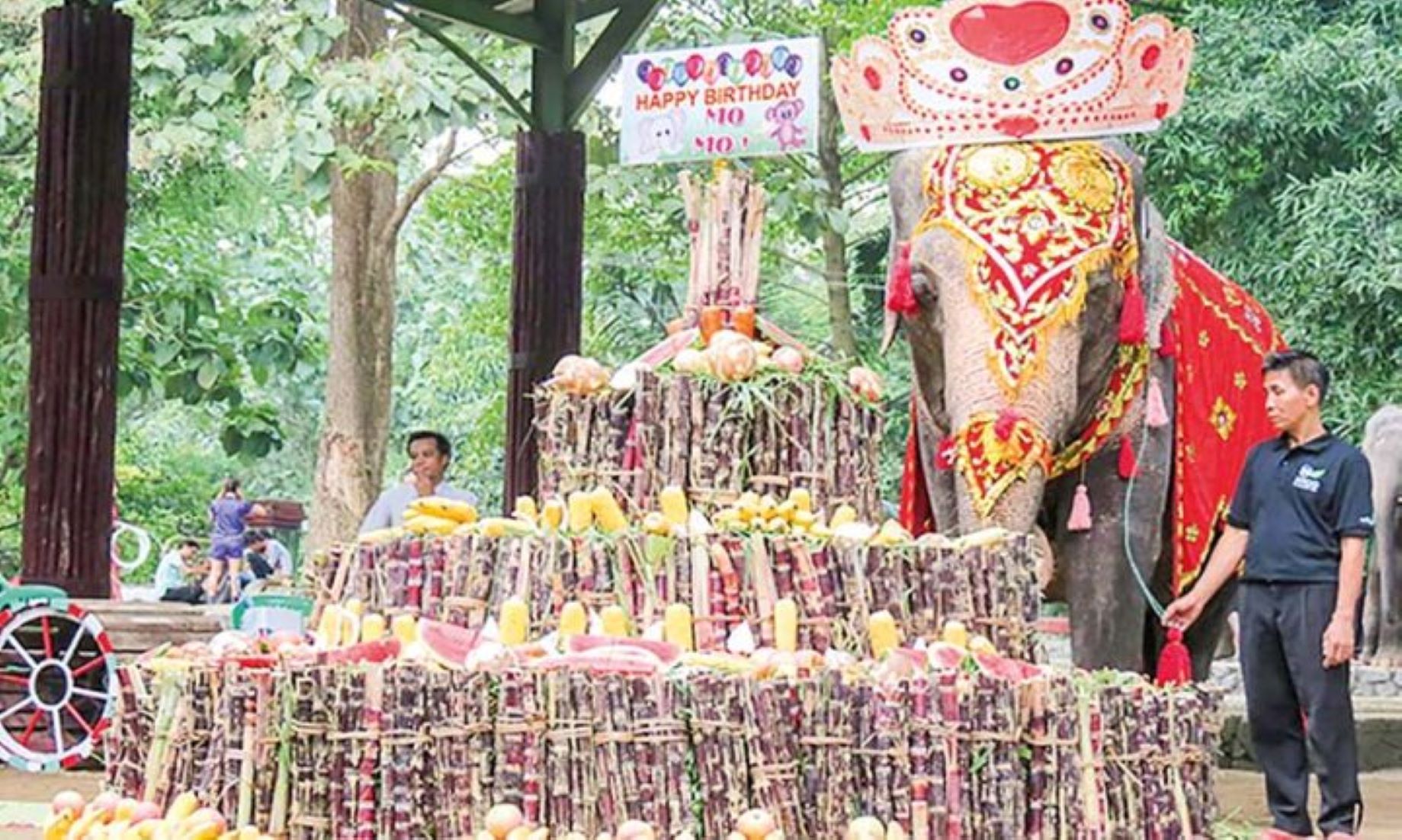 Yangon Zoo’s Oldest Asian Elephant Mo Mo Celebrated 69th Birthday