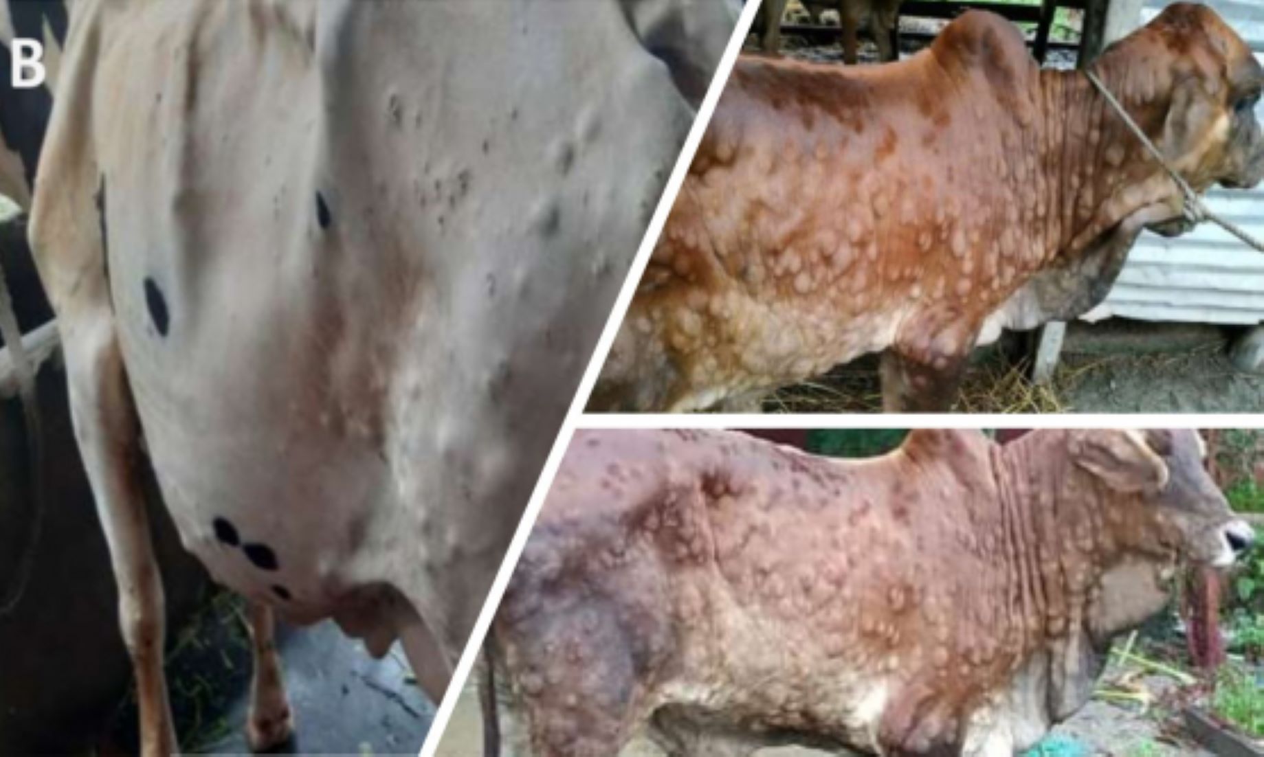 Over 1,200 Cattle Slaughtered In Mongolia Due To Lumpy Skin Disease