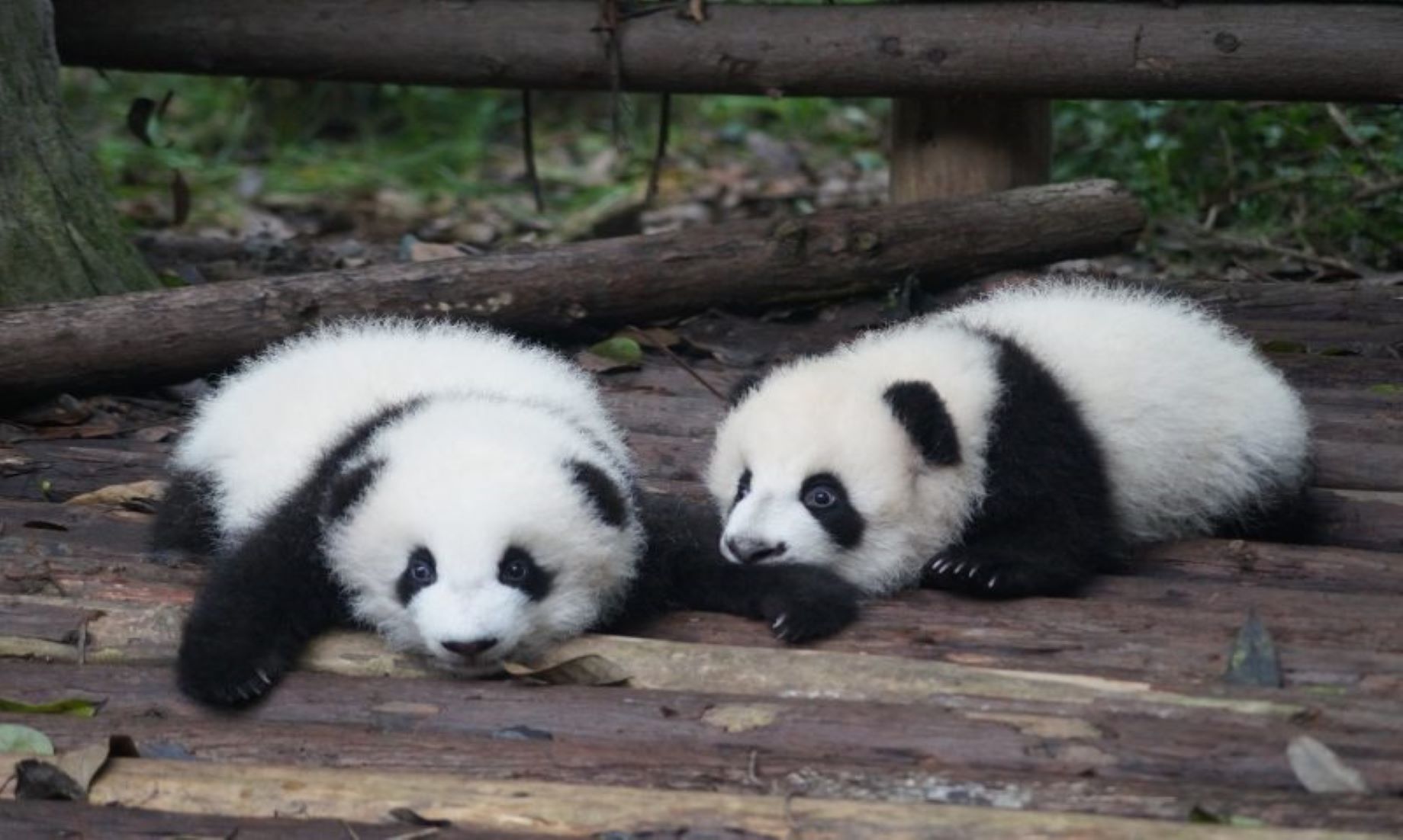 Chinese Giant Pandas Arrived In Qatar On First Trip To Mideast