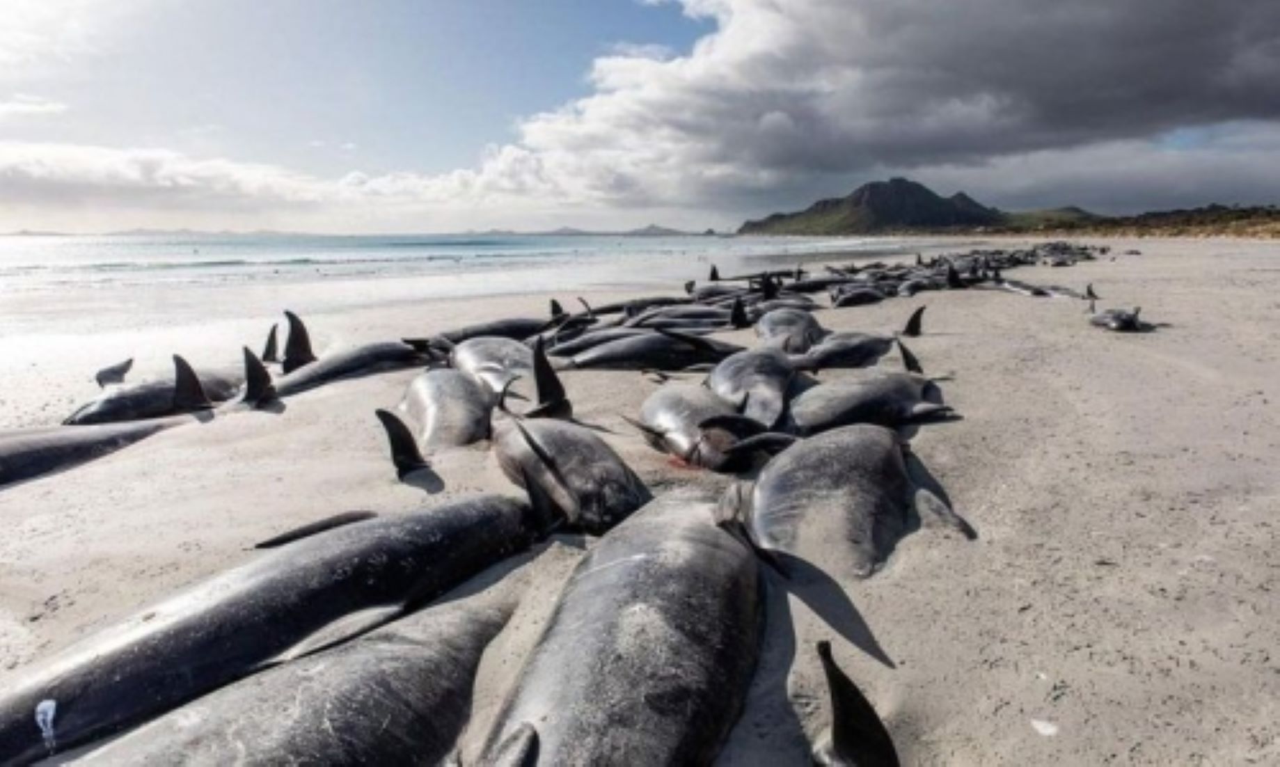 Study Highlights Assessing Welfare Of Stranded Whales After Two Mass Strandings In New Zealand