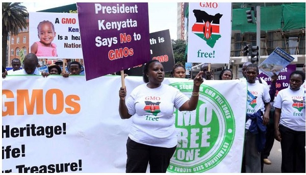 Africa: Region abandons pro-GMO arena as Kenya awaits first seed import