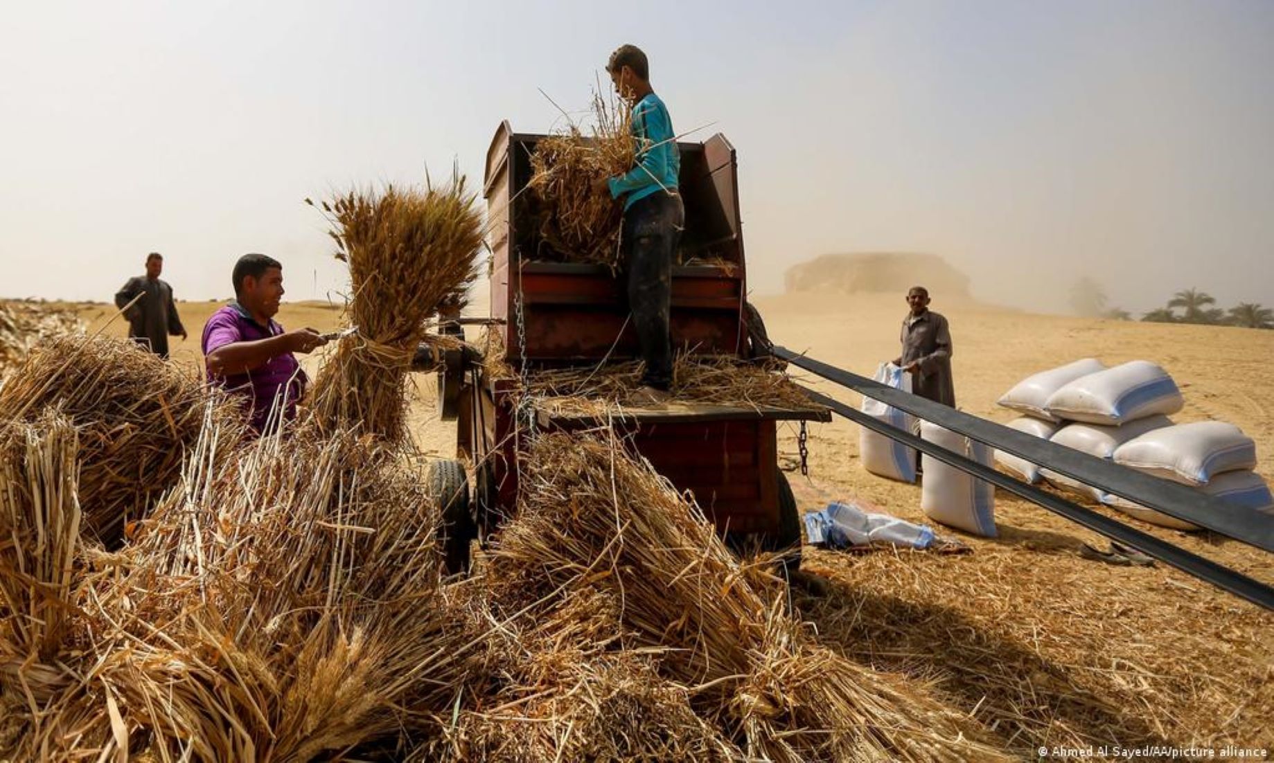 UN Food Organisation Signed Deal To Support Lebanon’s Wheat Cultivation Plan