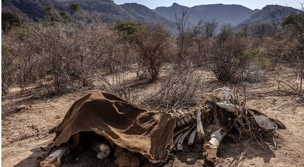 Kenya drought: Hundreds of elephants, wildebeests and zebras dead in Kenya amid prolonged drought