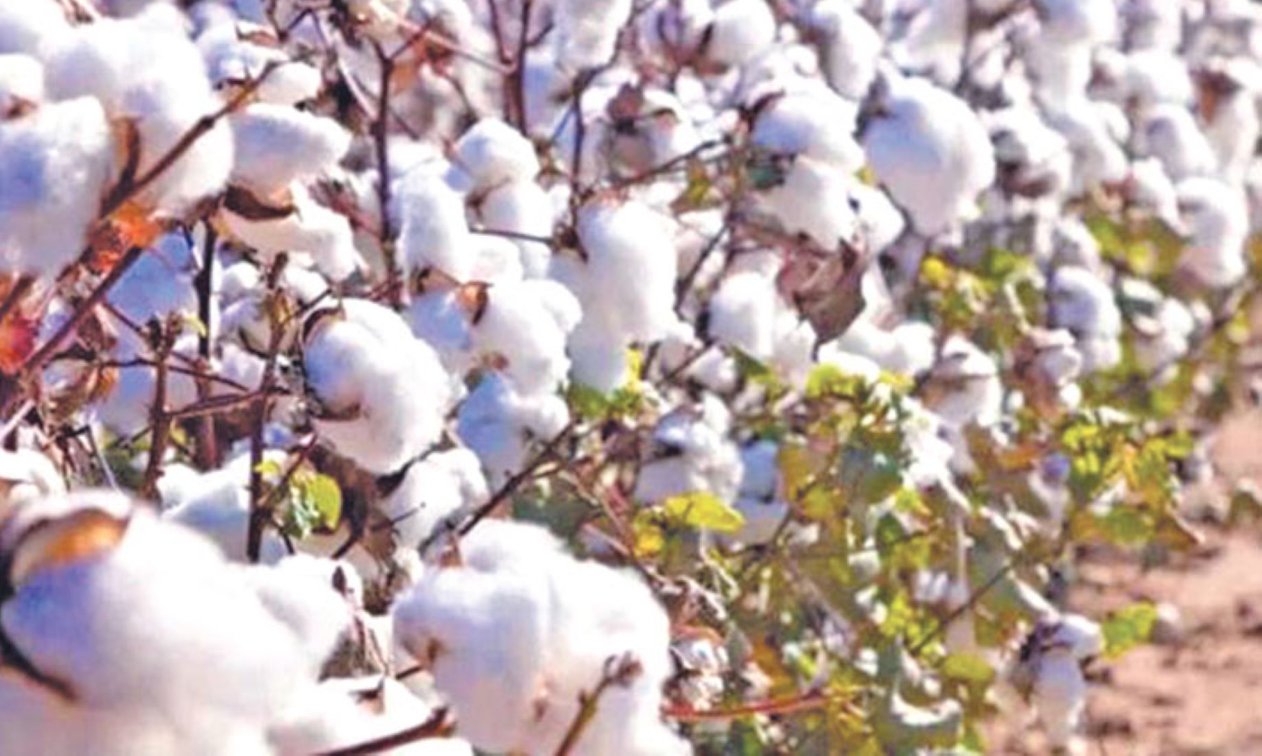 Bangladesh Aims To Increase Cotton Production Five Folds By 2030