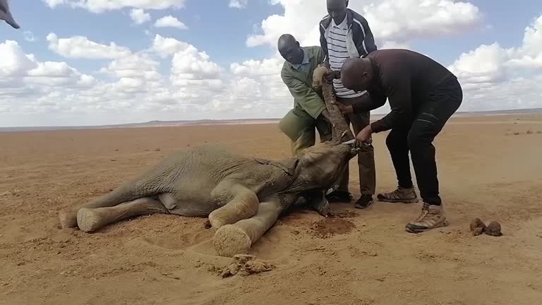 Kenya’s drought wreaks havoc on wildlife, kills over 200 elephants