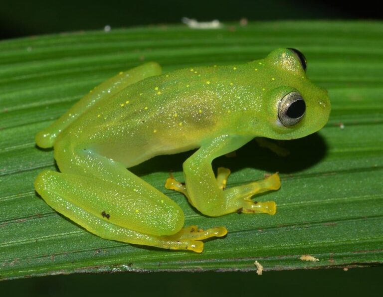 Costa Rica presents project in defense of glass frogs