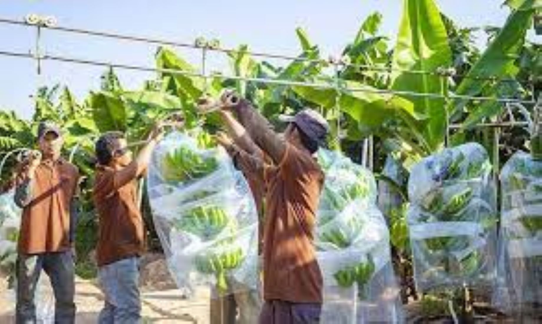 Cambodia Earned Three Billion USD From Exporting Agricultural Products In First 10 Months