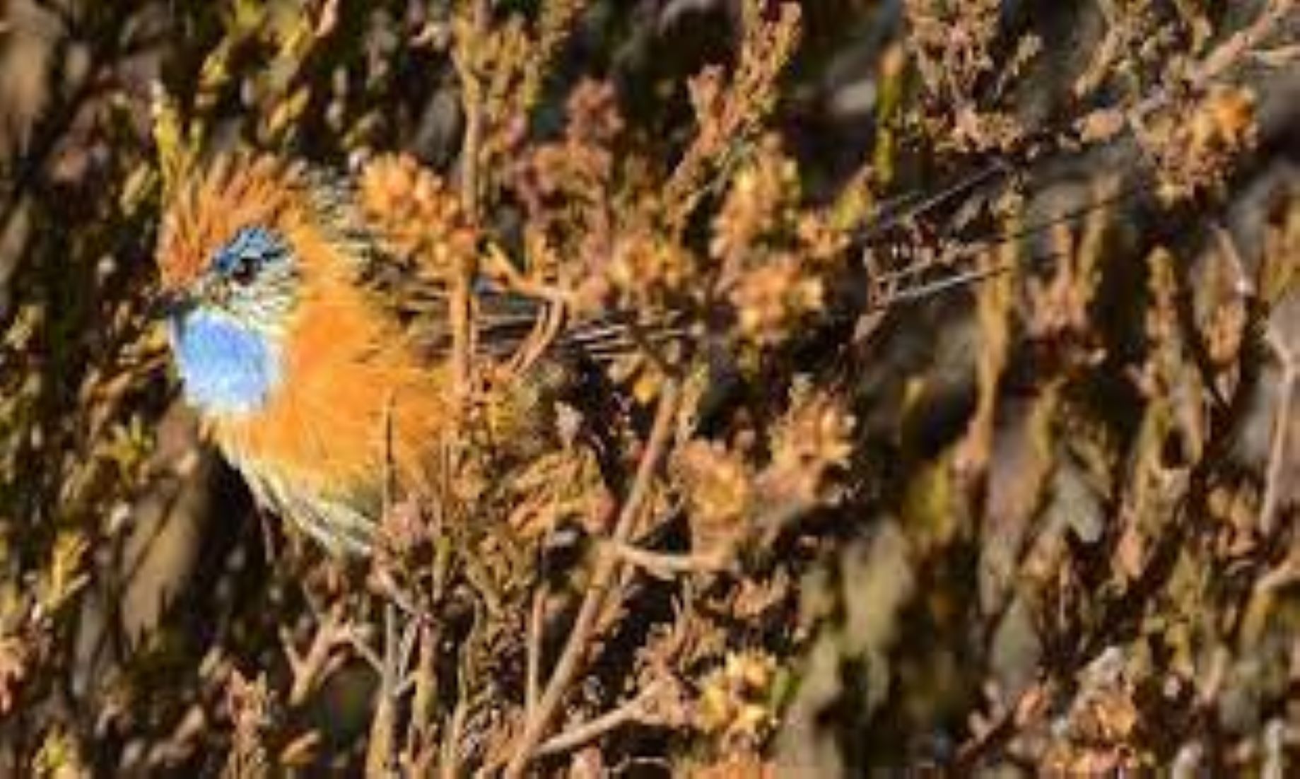 Proposed Australian Rocket Facility Poses Threat To Endangered Bird: Conservationists