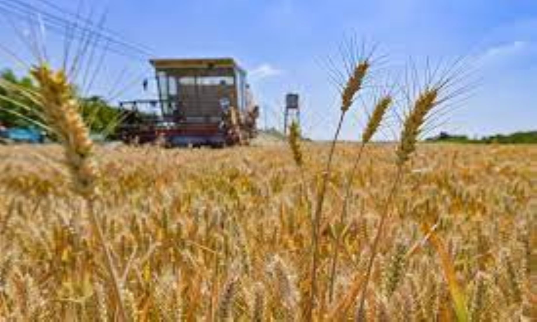 Lebanon Launched National Strategy For Wheat Cultivation