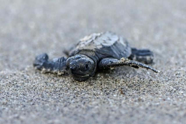 Battle to save Panama turtle at center of aphrodisiac superstition