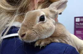 Rabbit Hemorrhagic Disease confirmed in parts of South Africa