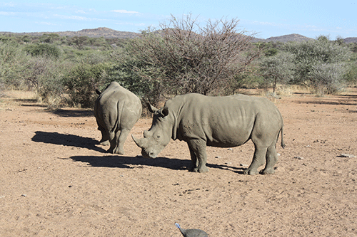 Namibia moves to trade white rhinos for conservation purposes, trophy hunting only