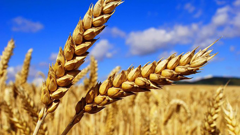 Russian government donates wheat to Cuba