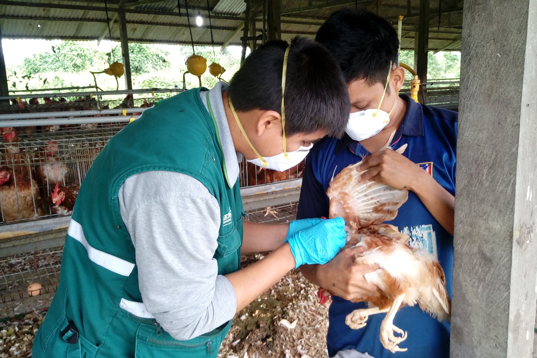 Peru declared health emergency due to avian influenza