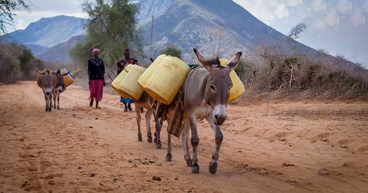 Tanzania bans trade in donkey, donkey products