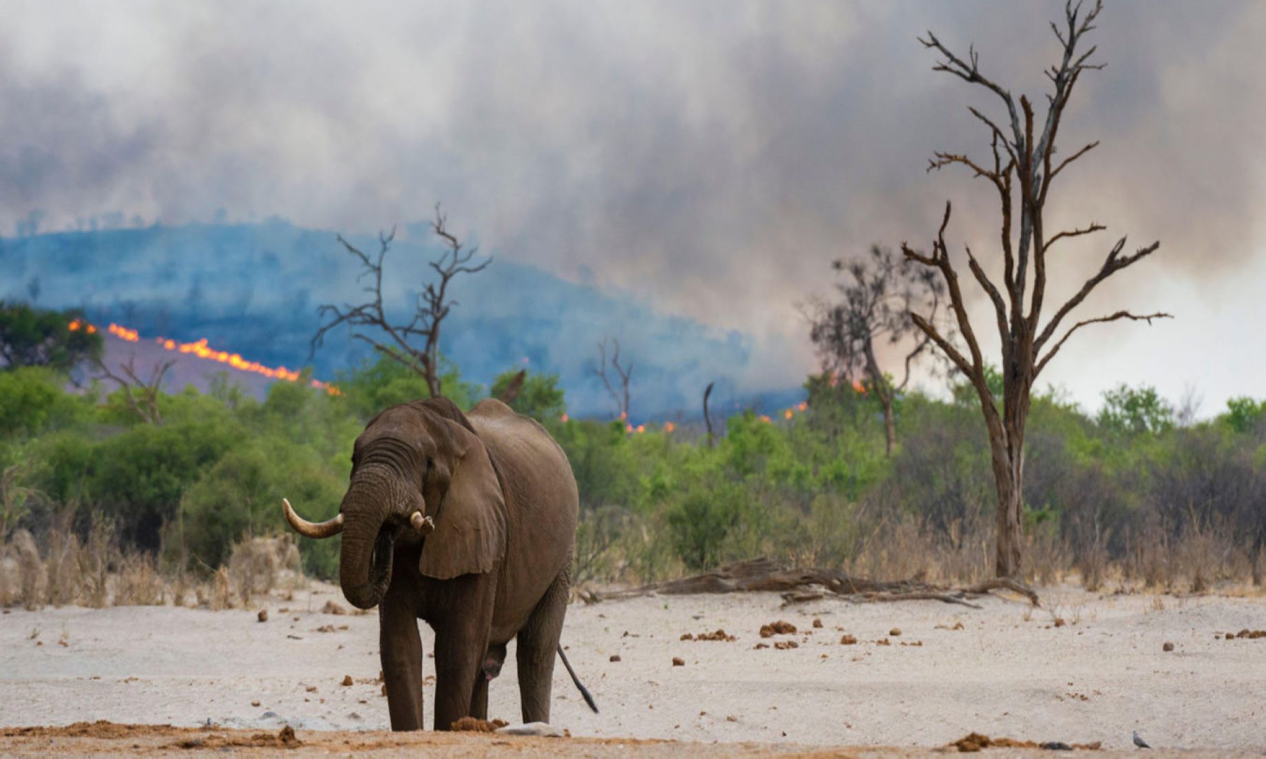 One Quarter Of Biodiversity Facing Extinction By 2100: Australian Researchers