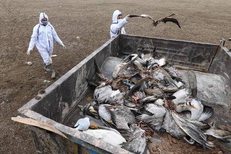 Chile: Over 1,000 birds dead of H5N1 virus