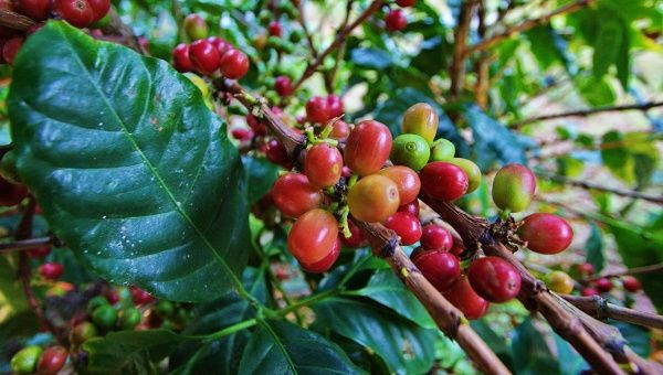 Nicaragua keen to export coffee to China