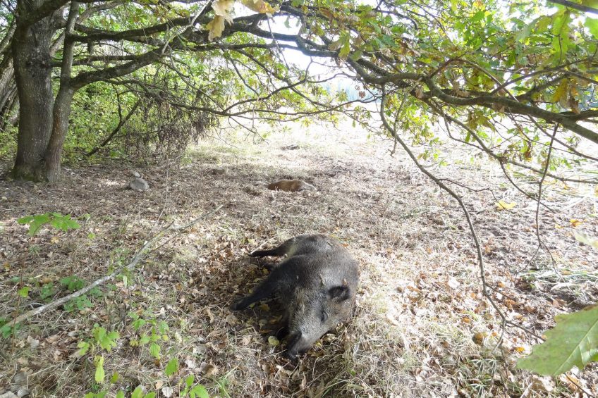 Czech detects 1st African swine fever case in 5 yrs