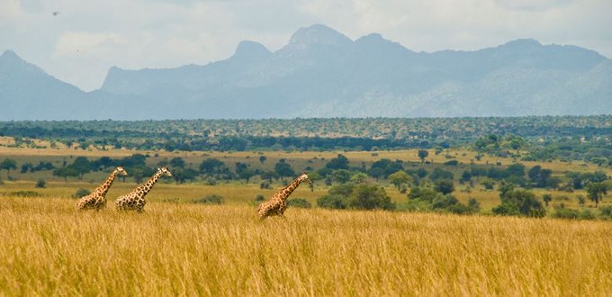 Uganda heightens security in national parks after ranger killed by poachers