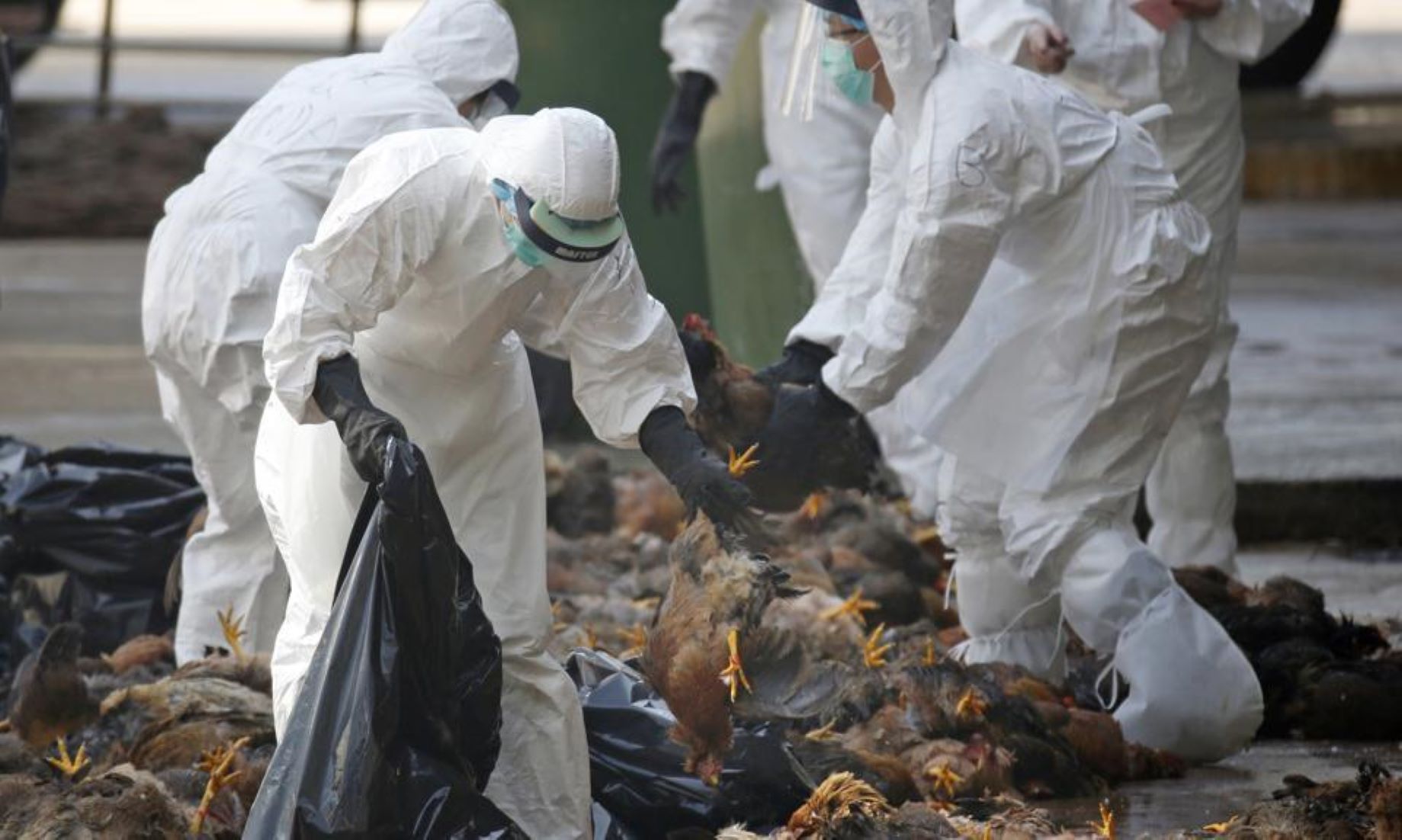 Japanese Gov’t Alerts Farmers As Bird Flu Cases Increase