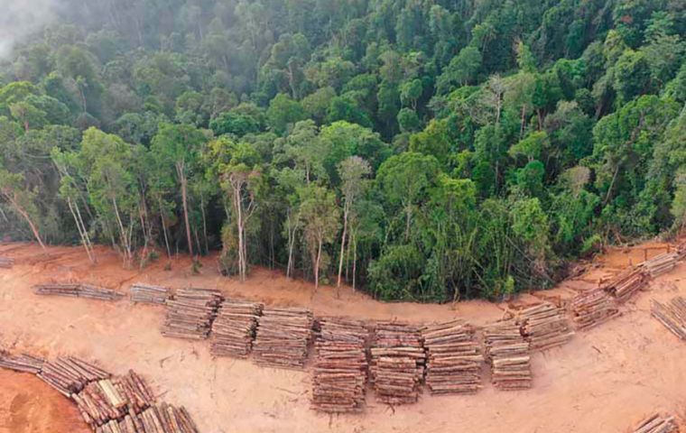 EU deforestation bill threatens Latin America, Asian and African countries