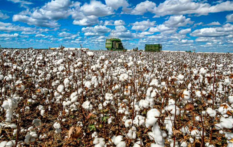 Brazil planning to become world’s largest cotton exporter, ahead of US