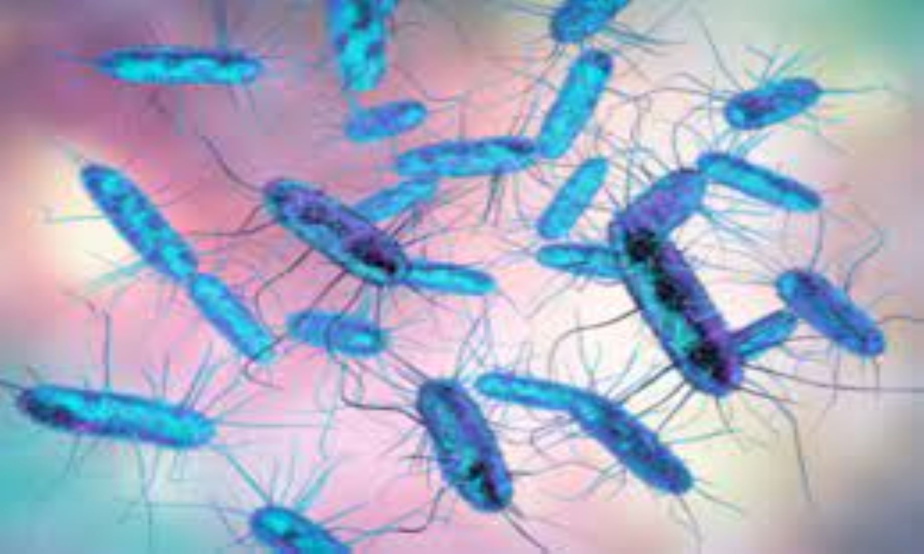 Aussie State Launched Investigation Into Salmonella Outbreak Linked To 27 Infections