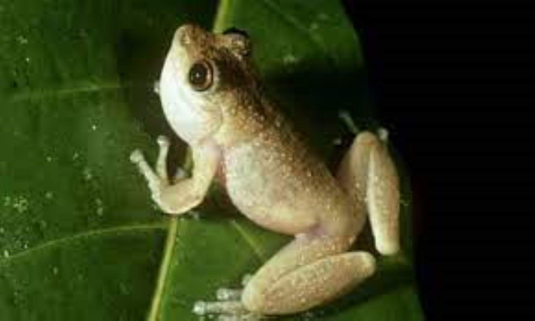 Tropical Australian Frog Declared Extinct