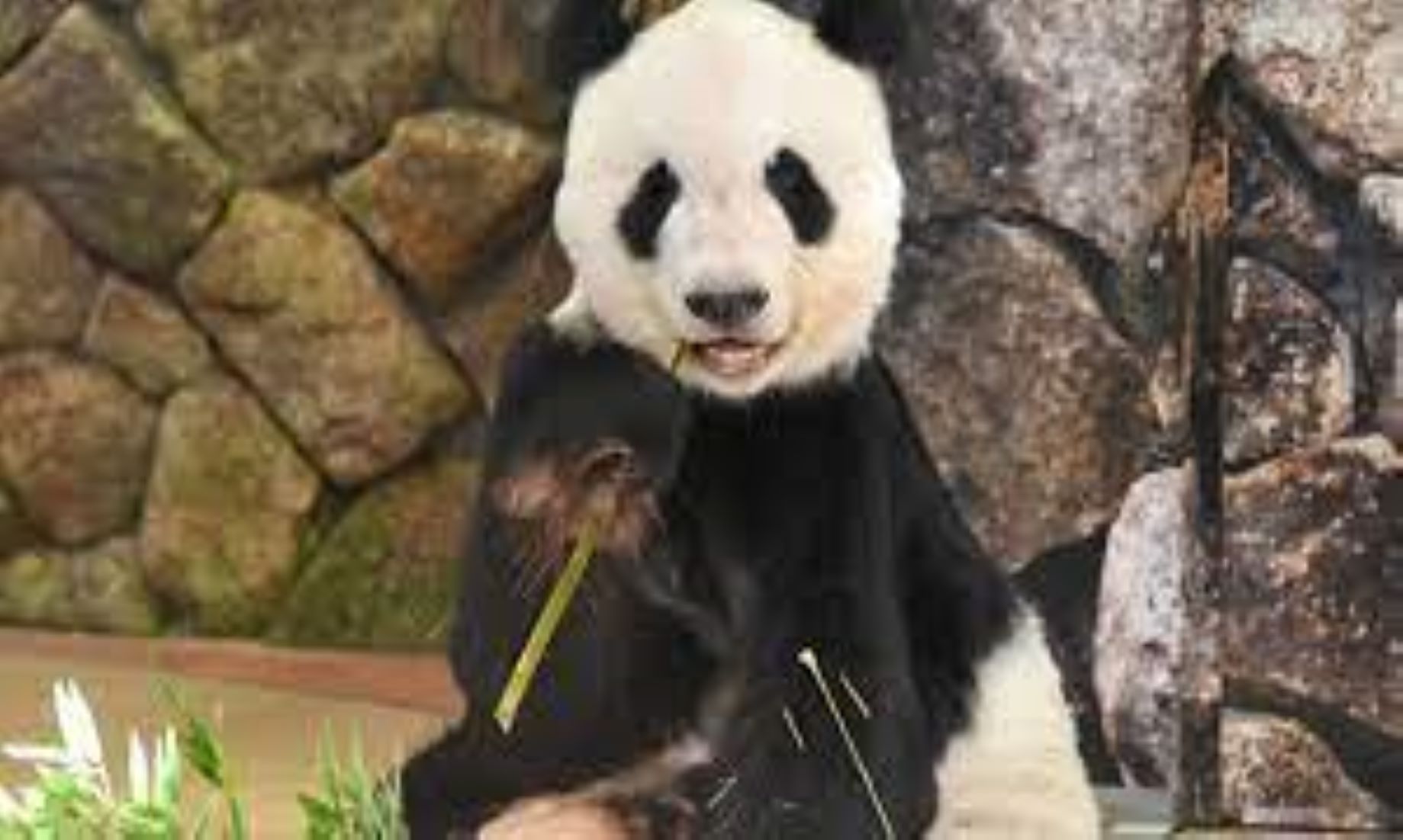 Giant Panda Eimei Appointed Sino-Japan Friendship Envoy