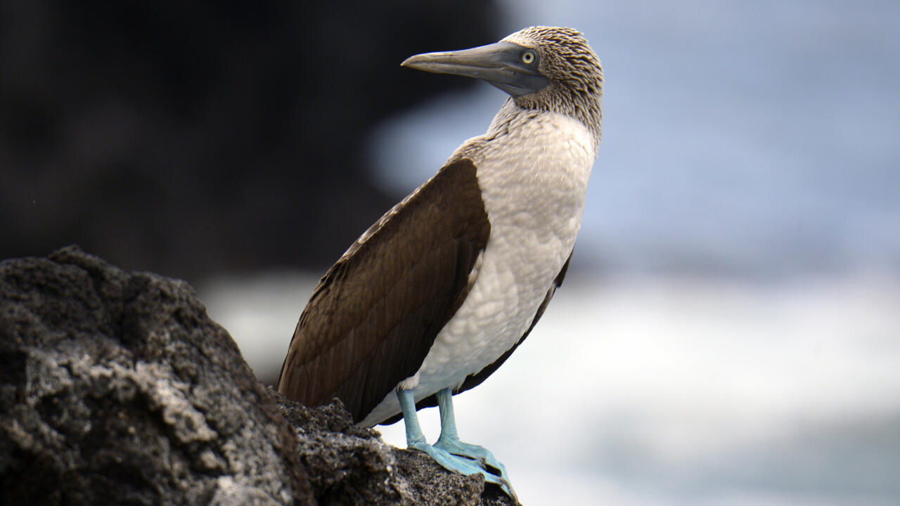 Ecuador seeks to protect unique Galapagos birds from flu