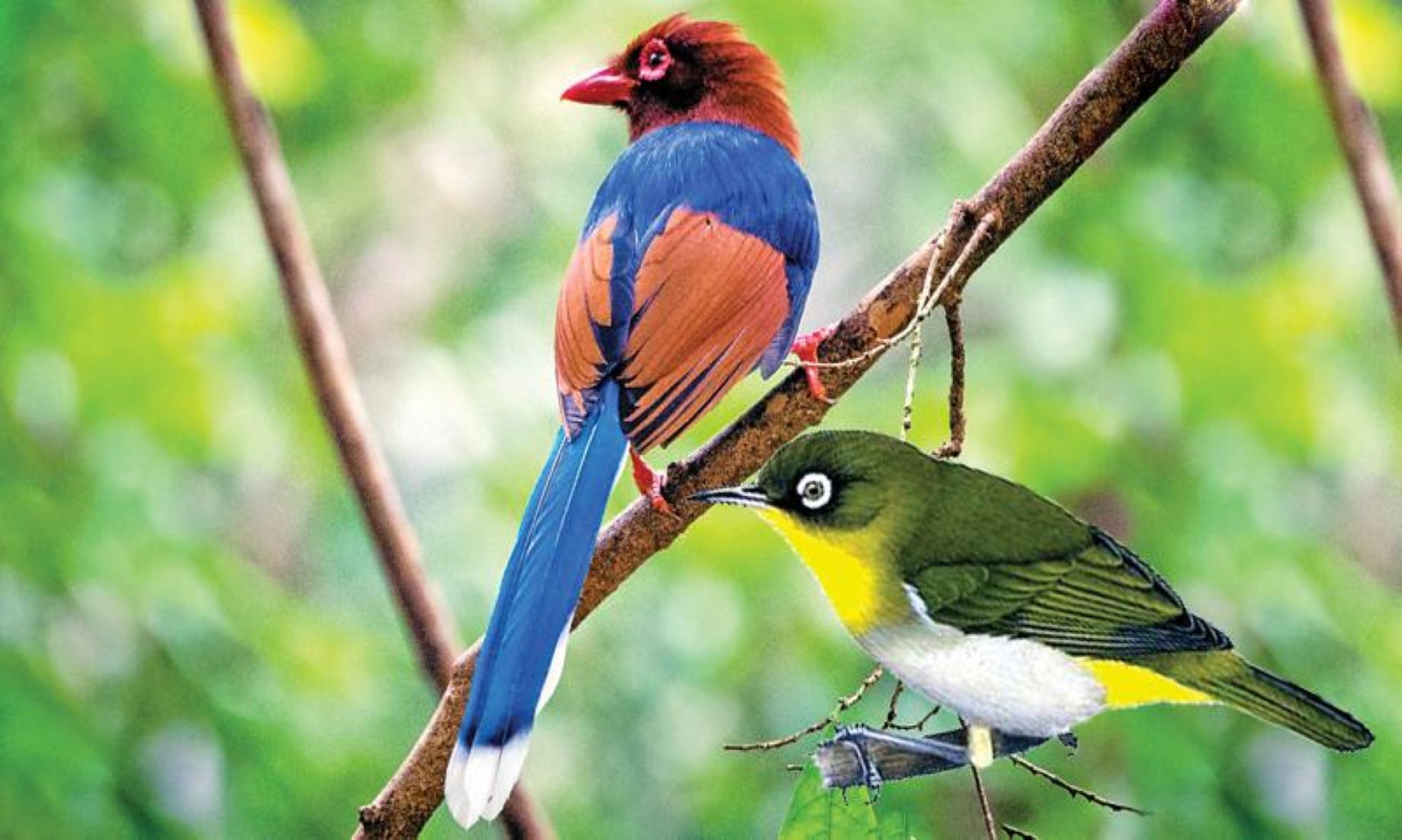 81 Bird Species In Sri Lanka At Risk Of Extinction