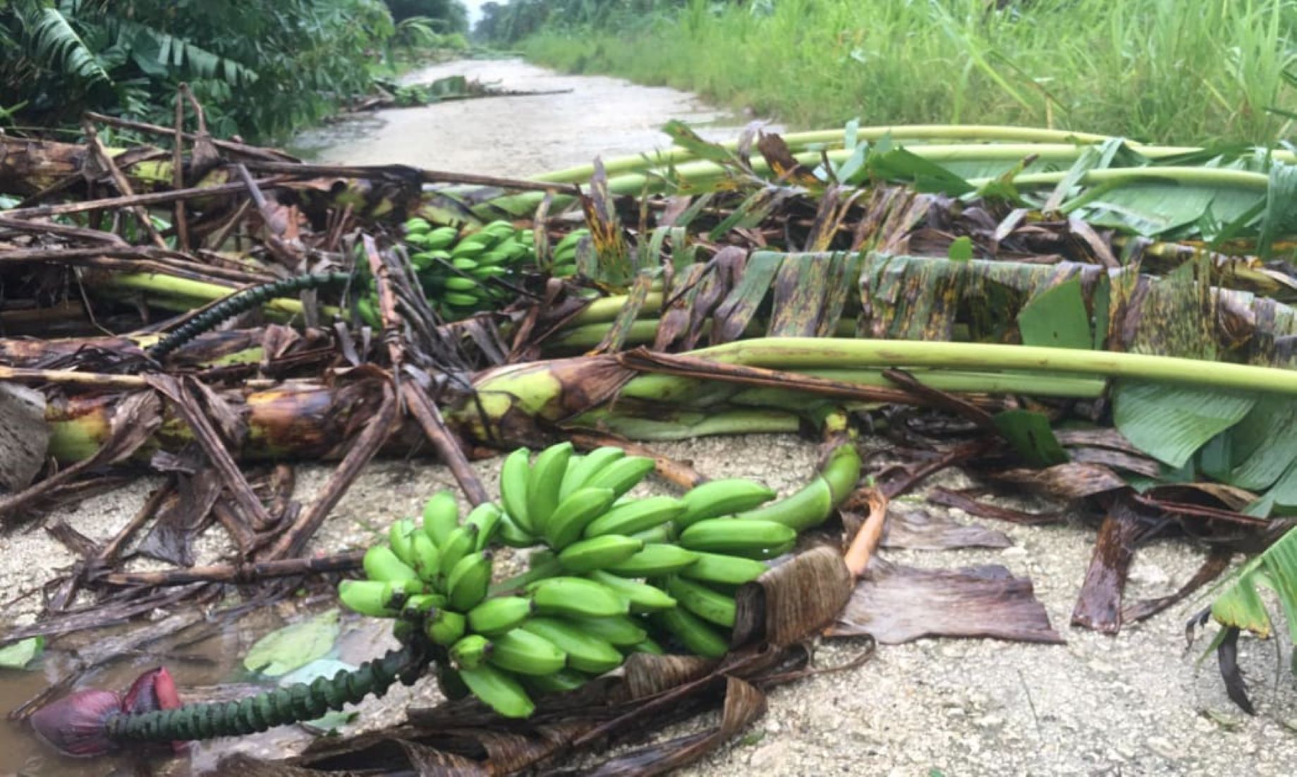 Vanuatu, Fiji See Heavy Rain, Flooding Due To Tropical Cyclone Irene