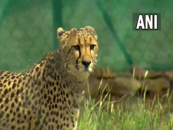 South Africa, India collaborate to reintroduce cheetah in India