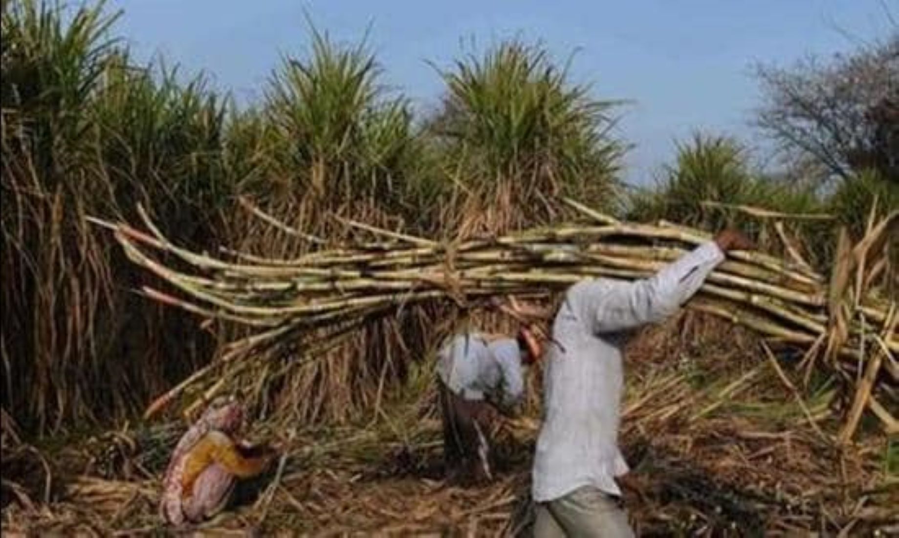 India Produced Over 500 Million Tonnes Of Sugarcane During 2021-2022