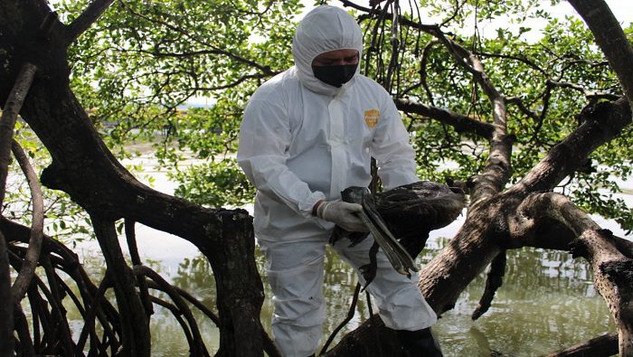 Honduras declares health emergency over bird flu