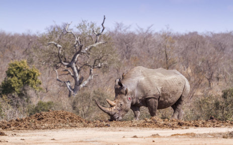 Rhino poaching: South Africa National Parks welcomes sentencing of poachers