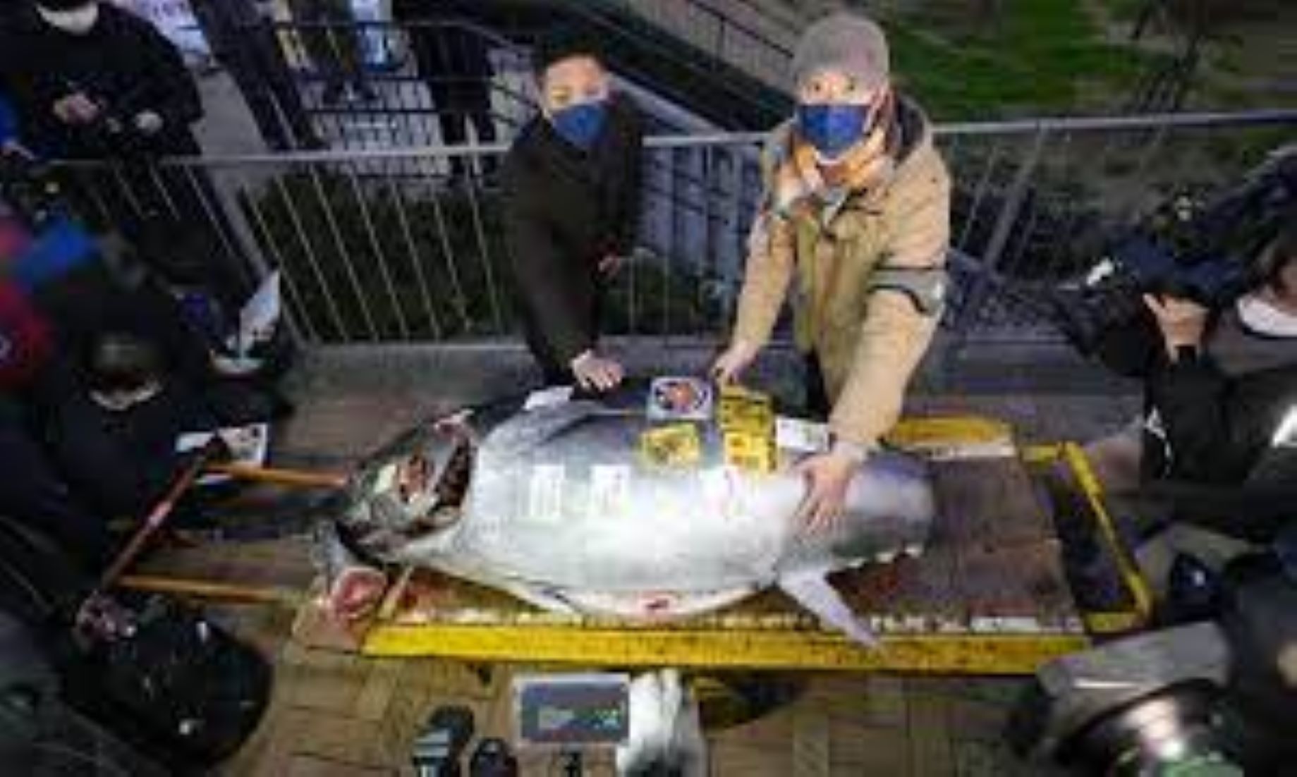 A 36-Million-Yen Tuna, Sold At New Year Auction In Tokyo