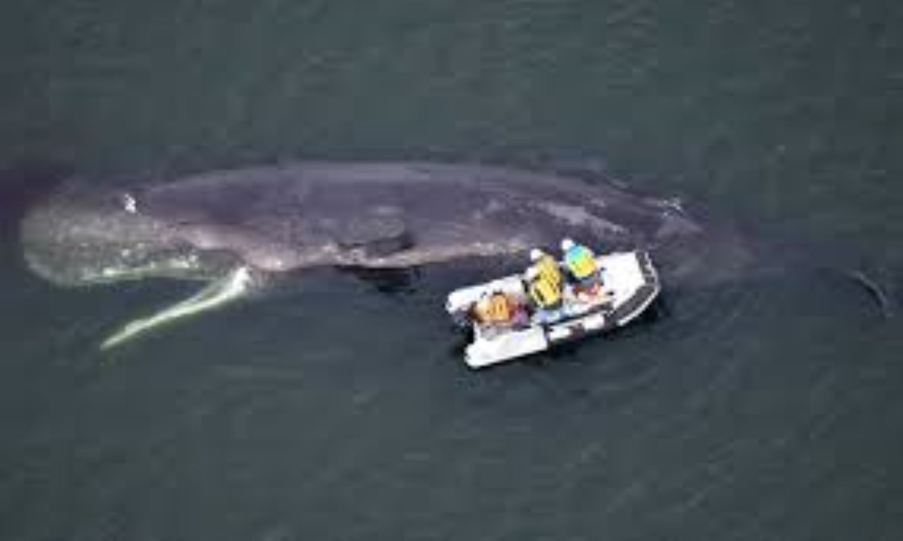 Whale Spotted In Japan’s Osaka Bay Died