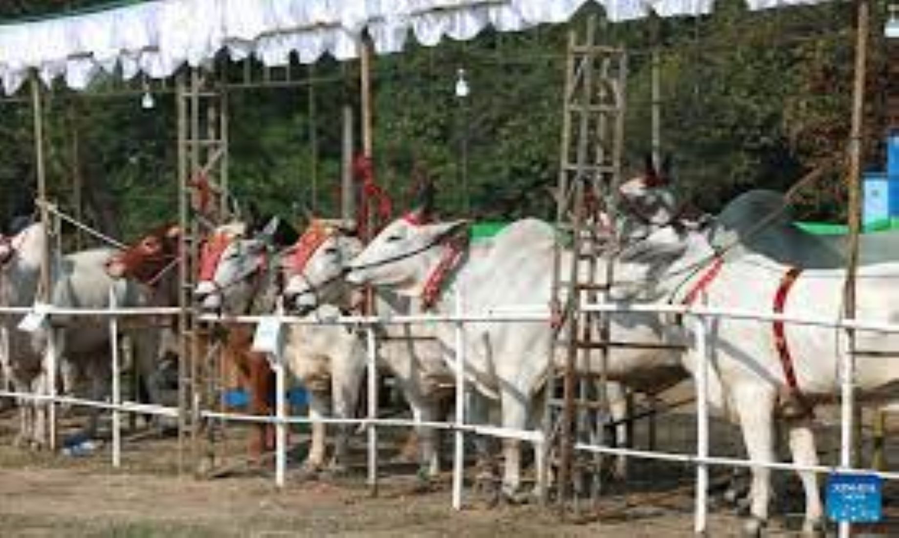 Cattle Exhibition And Competition Held In Yangon