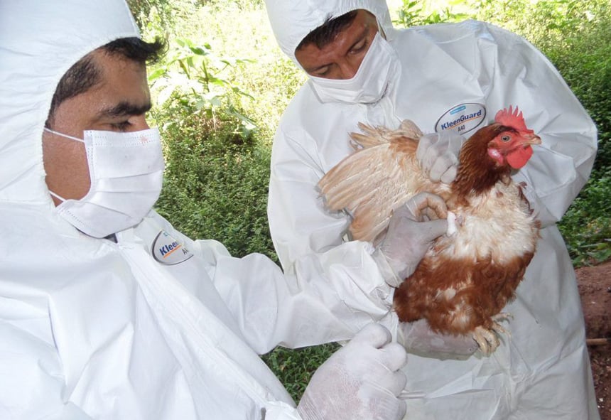 Ecuador reports human infected with bird flu