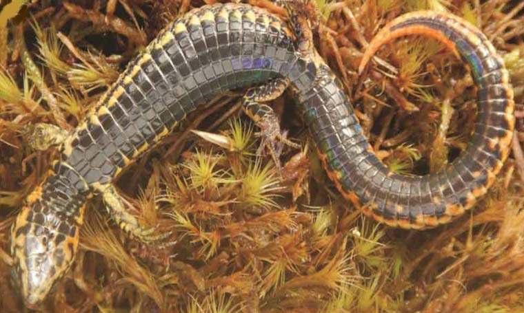 Peru: New species of lizard discovered in Otishi National Park