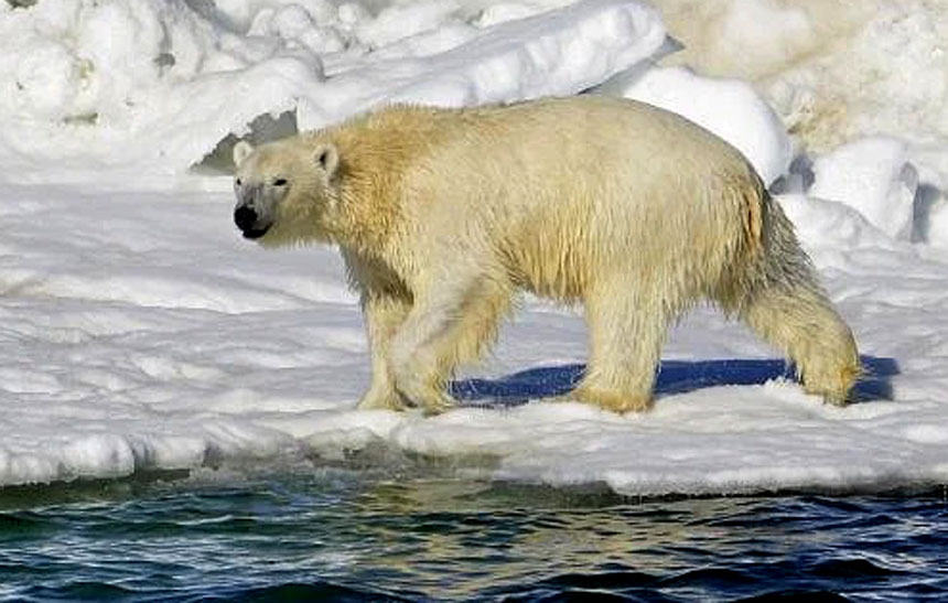 US: Polar bear kills woman and baby in remote Alaskan village